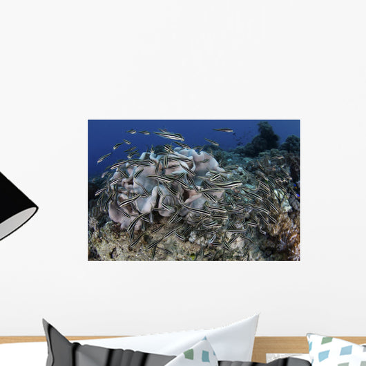 School Striped Eel Catfish Wall Decal