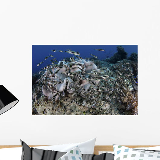 School Striped Eel Catfish Wall Decal