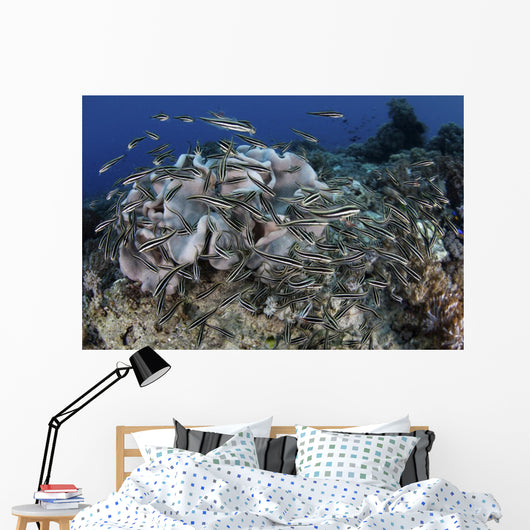 School Striped Eel Catfish Wall Decal