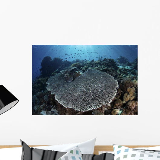 Beautiful and Healthy Coral Wall Decal