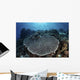 Beautiful and Healthy Coral Wall Decal