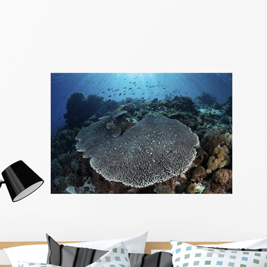 Beautiful and Healthy Coral Wall Decal