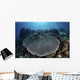 Beautiful and Healthy Coral Wall Decal