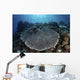 Beautiful and Healthy Coral Wall Decal