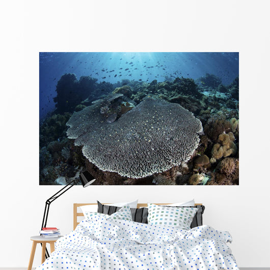 Beautiful and Healthy Coral Wall Decal