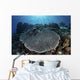 Beautiful and Healthy Coral Wall Decal
