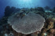 Beautiful and Healthy Coral Wall Decal