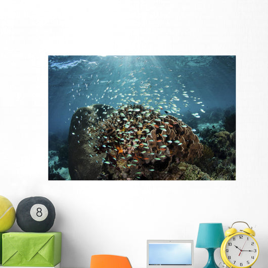 Colorful Reef Fish Swim Wall Decal