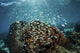 Colorful Reef Fish Swim Wall Decal