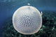 White-spotted Jellyfish Drifts Strong Top Wall Decal