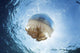 White-spotted Jellyfish Drifts Strong near Surface Wall Decal