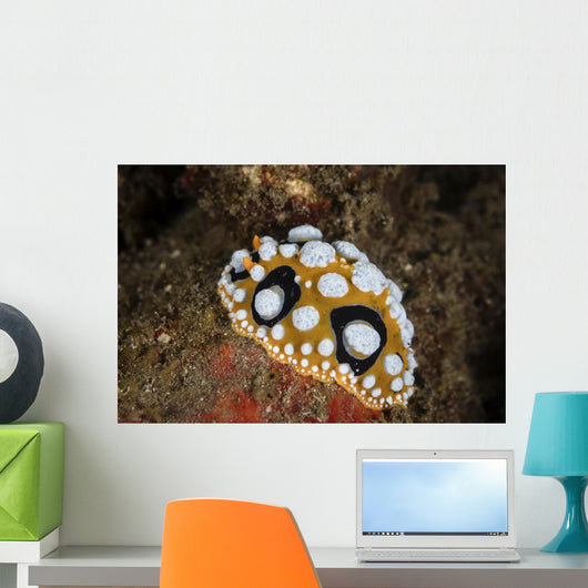 Beautiful Nudibranch Crawls Sandy Wall Decal