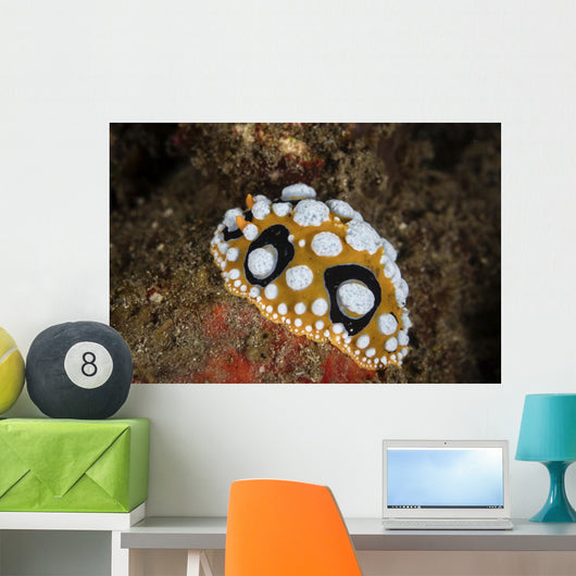 Beautiful Nudibranch Crawls Sandy Wall Decal