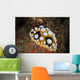 Beautiful Nudibranch Crawls Sandy Wall Decal