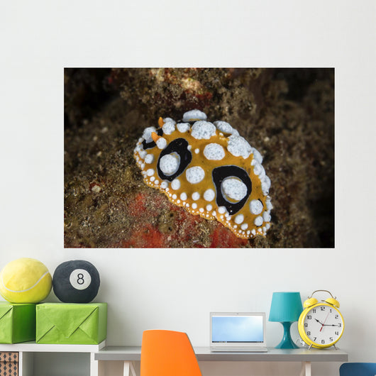 Beautiful Nudibranch Crawls Sandy Wall Decal