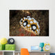 Beautiful Nudibranch Crawls Sandy Wall Decal