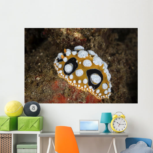 Beautiful Nudibranch Crawls Sandy Wall Decal
