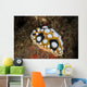 Beautiful Nudibranch Crawls Sandy Wall Decal