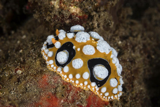 Beautiful Nudibranch Crawls Sandy Wall Decal