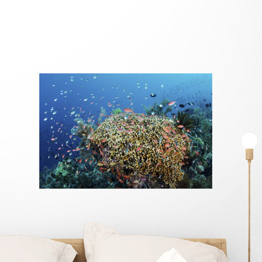 Reef Fish Swimming Strong Coral Wall Decal