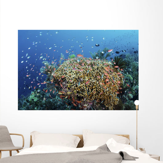 Reef Fish Swimming Strong Coral Wall Decal