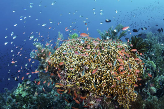 Reef Fish Swimming Strong Coral Wall Decal