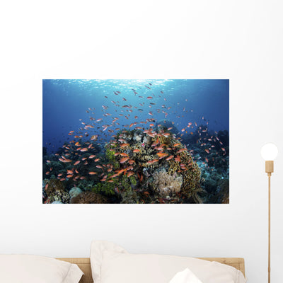 Reef Fish Swimming Strong Light Wall Decal shown on a wall