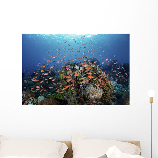 Reef Fish Swimming Strong Light Wall Decal
