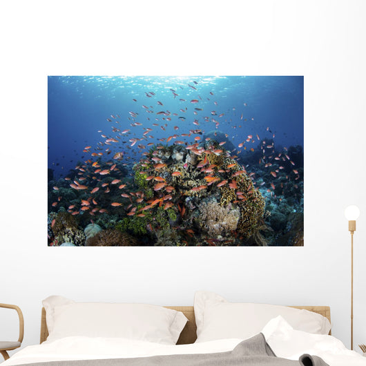 Reef Fish Swimming Strong Light Wall Decal