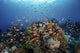 Reef Fish Swimming Strong Light Wall Decal