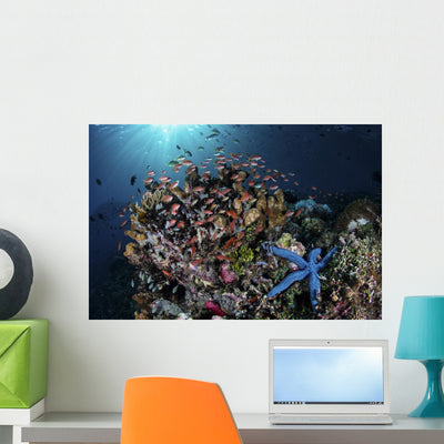 Colorful Reef Fish Swim Dark Wall Decal shown on a wall