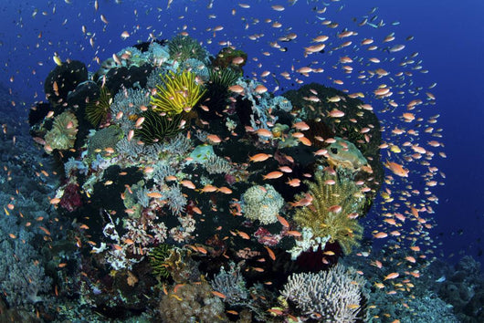 Reef Fish Swimming Strong Dispersing Wall Decal