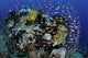 Reef Fish Swimming Strong Dispersing Wall Decal