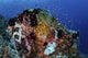 Reef Fish Swimming Strong Reef Wall Decal