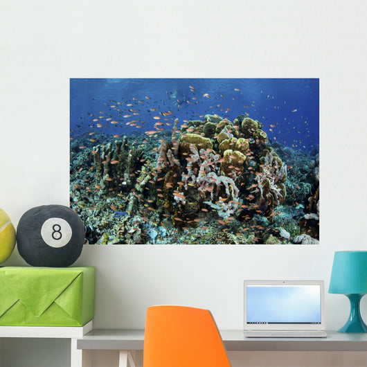 Colorful Reef Fish Swim Schooling Wall Decal