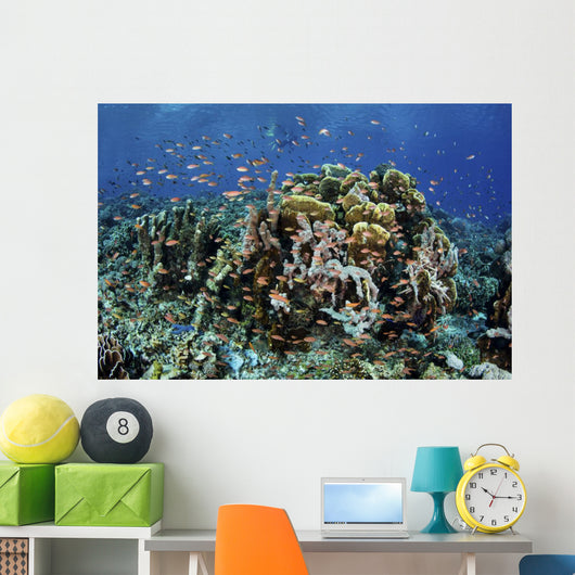 Colorful Reef Fish Swim Schooling Wall Decal