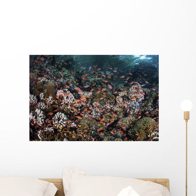 Reef Fish Swimming Strong Looking Down Wall Decal shown on a wall