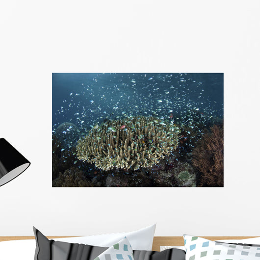 Blue-green Damselfish Schooling Reef Wall Decal