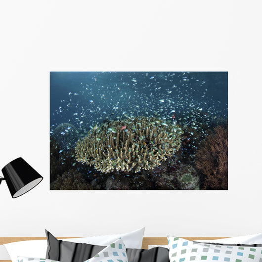 Blue-green Damselfish Schooling Reef Wall Decal
