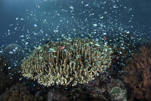 Blue-green Damselfish Schooling Reef Wall Decal
