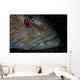 Portrait Blue Line Grouper Wall Decal