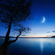 Silhouette Lonely Tree Lake Wall Decal