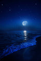 Tranquil Ocean Night Wall Decal