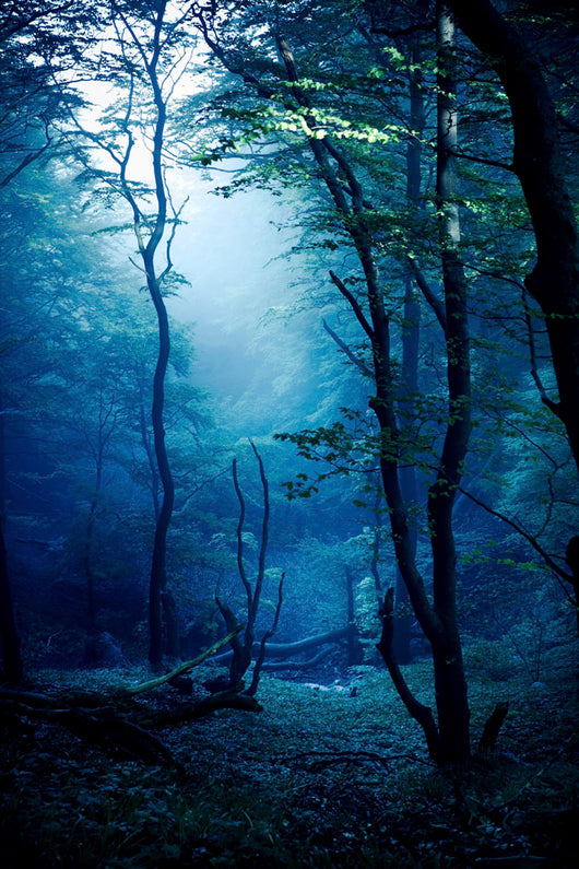 Misty Dark Forest Liselund Wall Decal