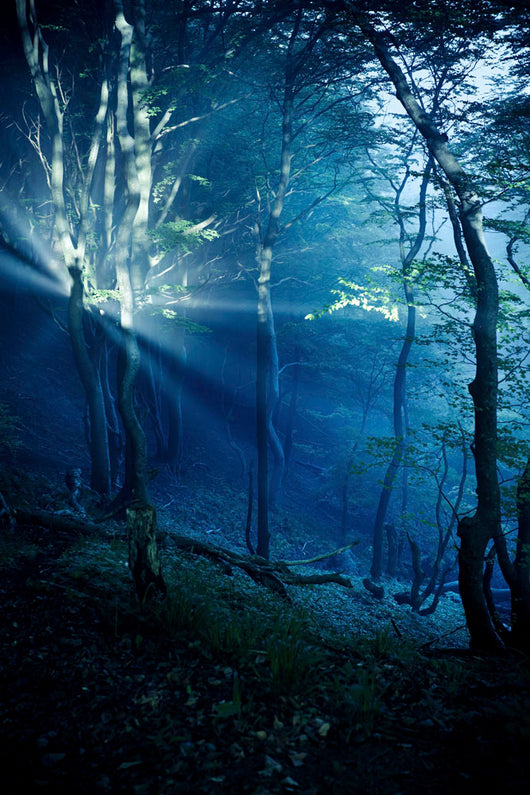 Misty Rays Dark Forest Wall Decal Design 3