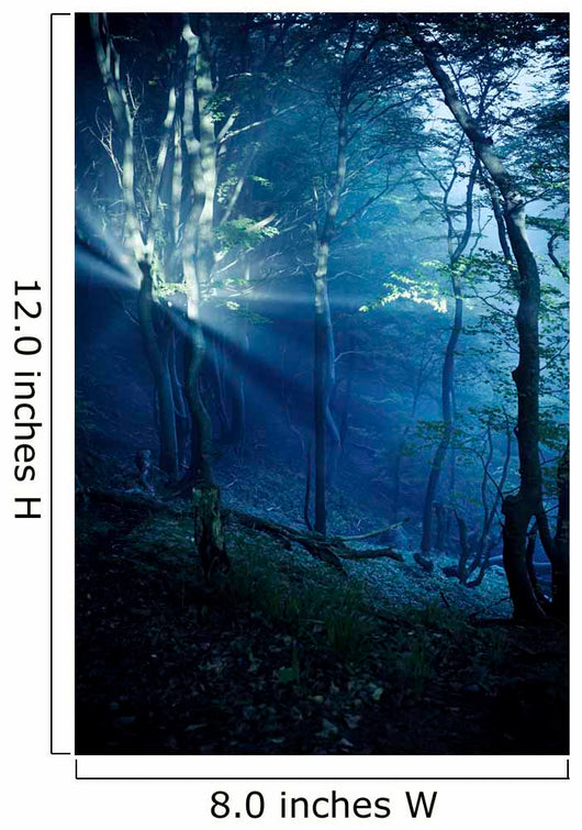 Misty Rays Dark Forest Wall Decal Design 3