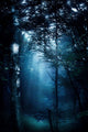 Misty Rays Dark Forest Wall Decal Design 2