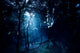 Misty Rays Dark Forest Wall Decal Design 1