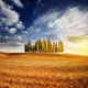 Sunset Golden Field with Wall Decal
