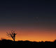 Bare Tree and Human Wall Decal